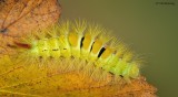 Pale Tussock Moth Catapillar 100909